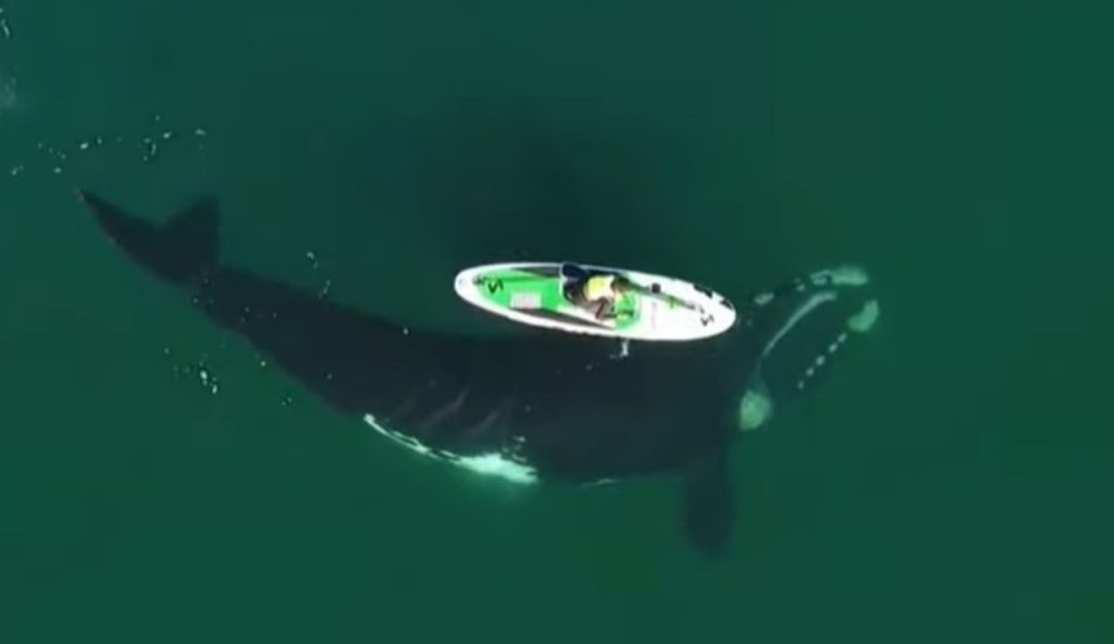 balena e surfista