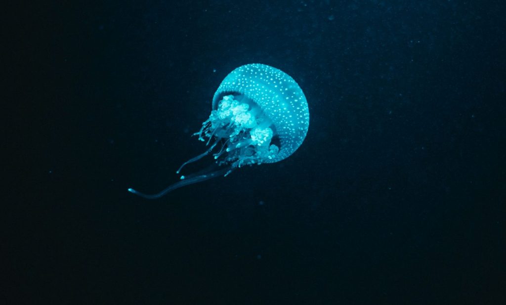 bioluminescenza medusa