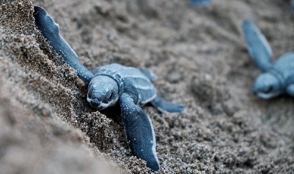 tartarughe marine cuccioli