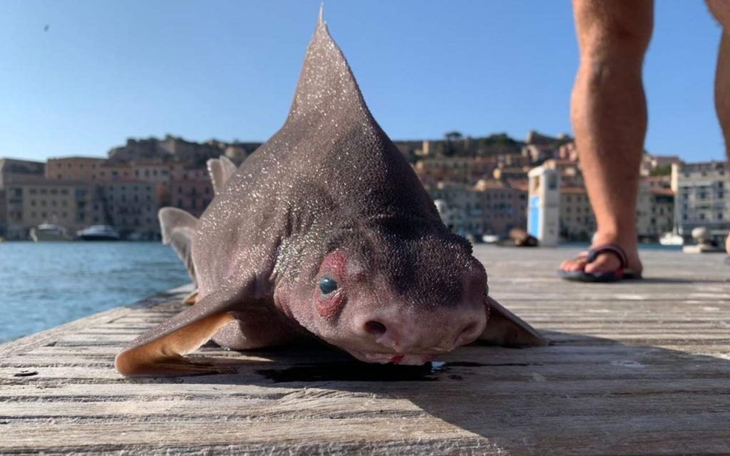 pesce porco isola d'elba