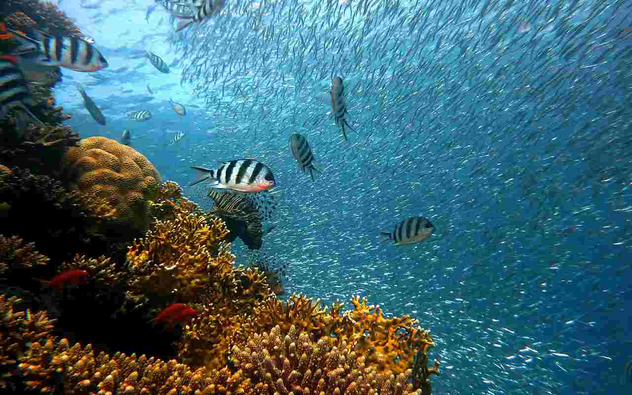 Alla scoperta delle barriere coralline del Mar Rosso