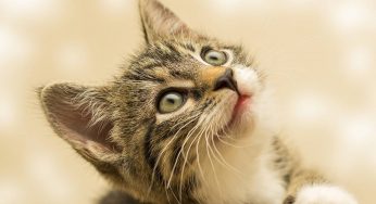 Gatti domestici: 6 consigli per rendere piacevole la visita dal veterinario
