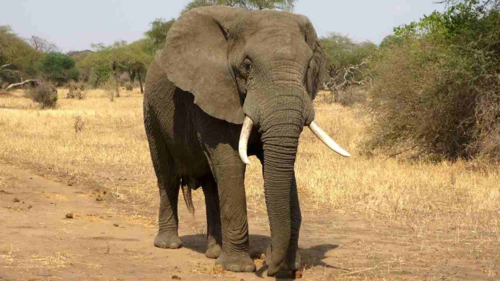 elefante savana