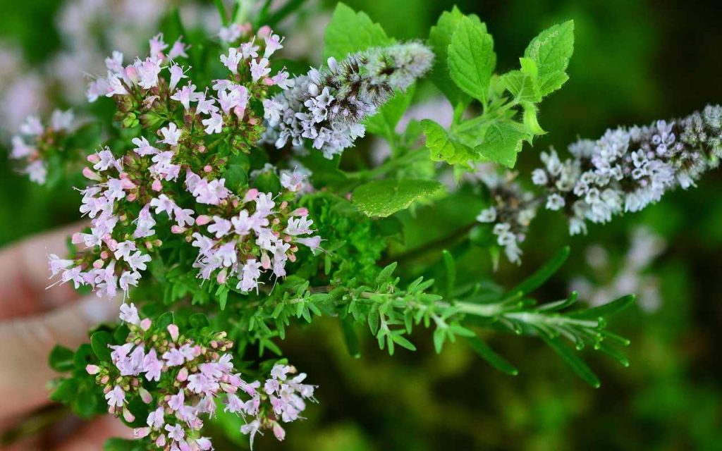 5 erbe aromatiche per combattere il muco