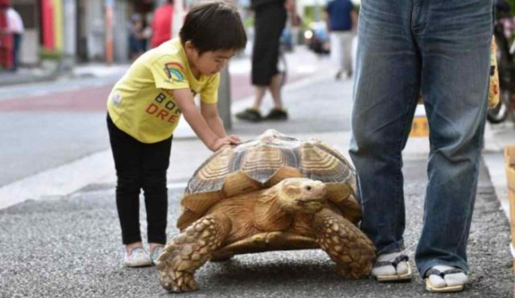 tartaruga a passeggio tokyo