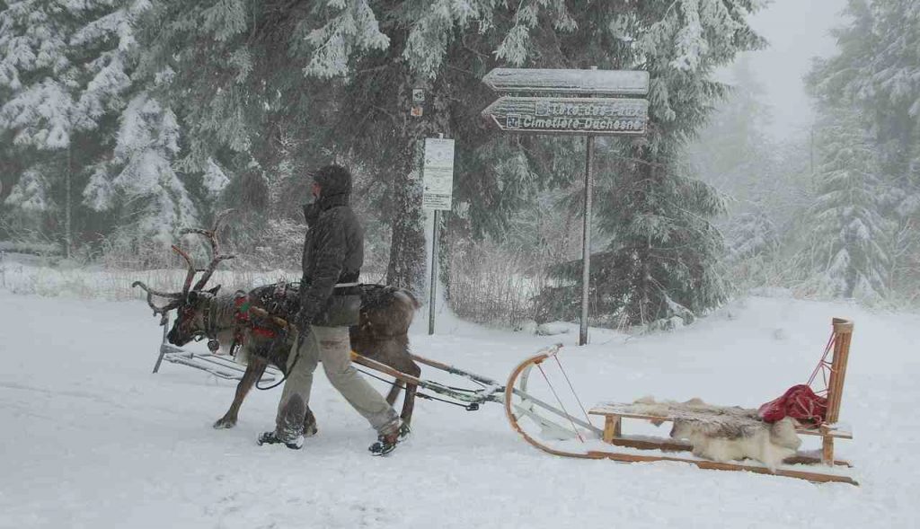 La renna come mezzo di trasporto