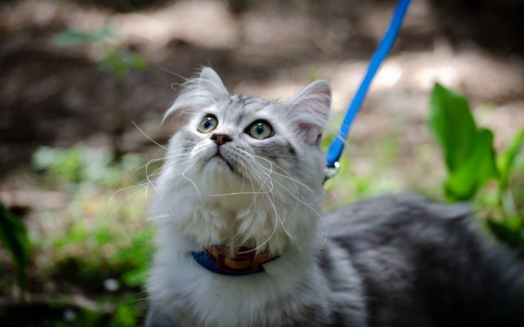 gatto guinzaglio