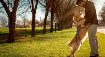 Perché cani e gatti sono antistress? | Il motivo è inaspettato