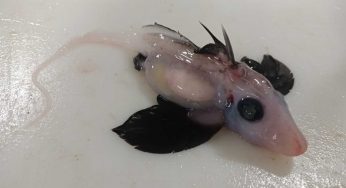 Scoperta pazzesca in Nuova Zelanda | Rarissimo cucciolo di squalo fantasma