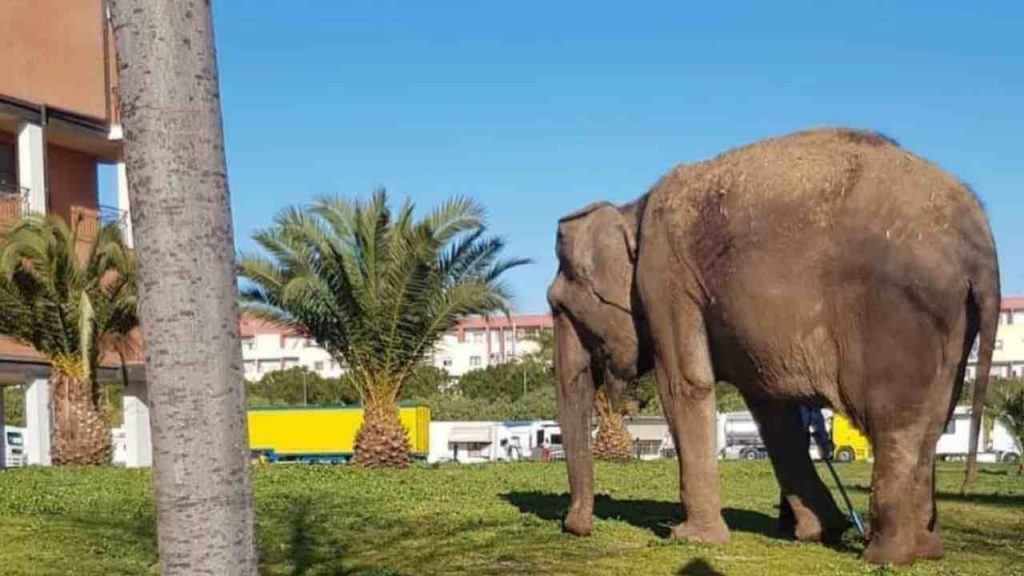 elefante foggia