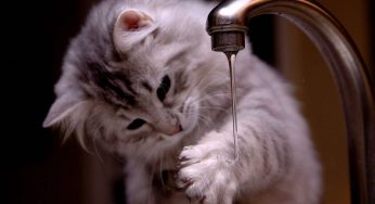 I nuovi inquinanti dell’acqua potabile | Ecco di cosa parliamo