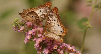Cambiamenti climatici? | Questa animale ci avverte molto tempo prima