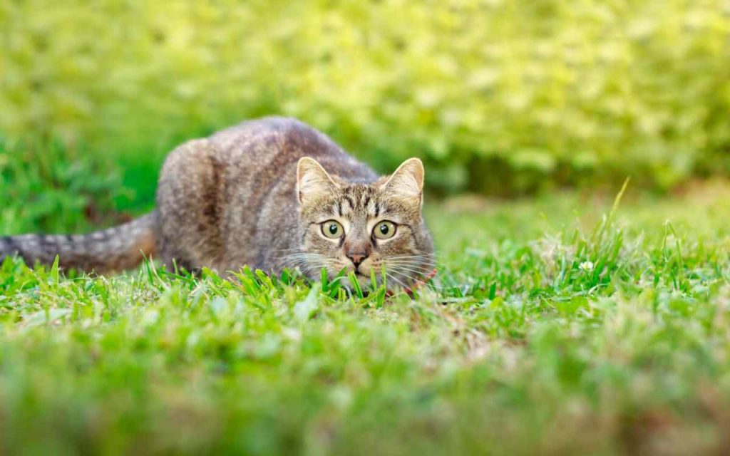 Il gatto è un ladro