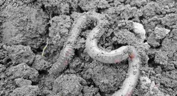 È il lombrico più grande al mondo | Dove vive e quanto è lungo, pazzesco