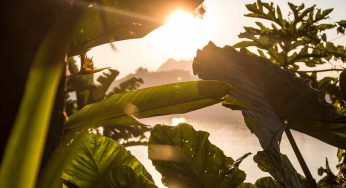 Come proteggere le tue piante dal sole | Ecco un metodo infallibile