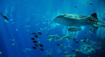 Lo squalo aquila esiste davvero? | Ecco tutto quello che c’è da sapere