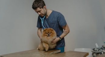 Un ospedale pubblico per animali? Sì, nascerà a breve