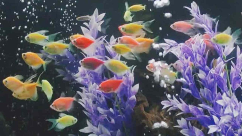 glofish