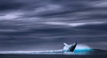 Megattere: ecco il loro assurdo e incredibile metodo di pesca