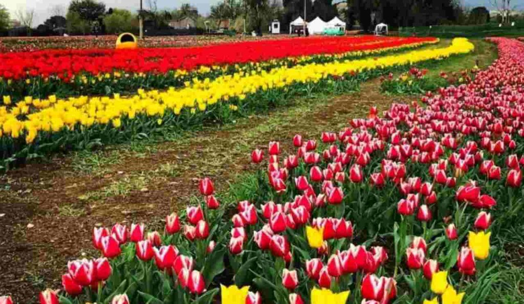 tulipark roma