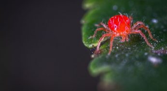 Ragni rossi minacciano le piante? Ecco il metodo naturale per tenerli alla larga
