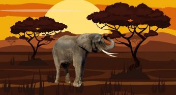 Attento all’elefante, devi trovare la soluzione per metterti in salvo!