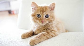 L’alternativa alla lettiera che il tuo gatto (e il tuo portafogli) ameranno alla follia