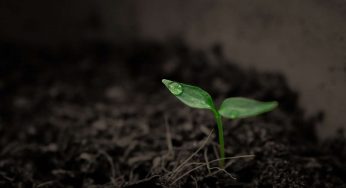 Anche le piante scappano dal cambiamento climatico