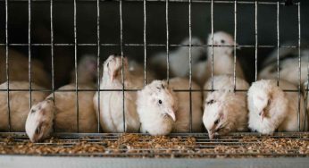 Costretti in minuscole gabbie: l’Italia ora vuole metter fine alle torture