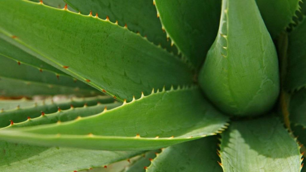 Aloe vera