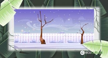 Enigma della neve: il giardino del vicino è più bianco?