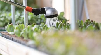 La pianta che non vuole acqua esiste e puoi averla a pochi euro: perfetta per il tuo pollice nero