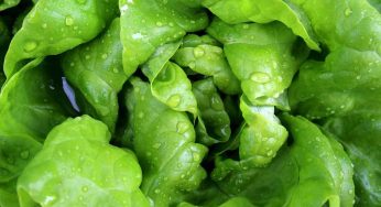 Se conservi la lattuga così in frigo durerà per giorni e sarà sempre croccante: metodo geniale