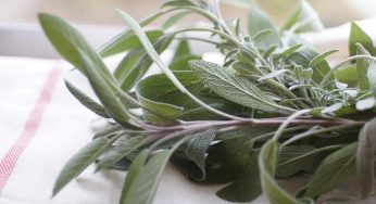 Tutti stanno mettendo una foglia di salvia in lavatrice e il motivo è impressionante: potresti non crederci