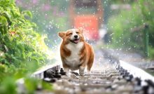 passeggiate cane